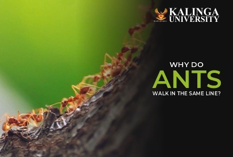 Why Ants walks in a line?