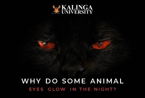 Why Eyes of Some Animals glow in the night?